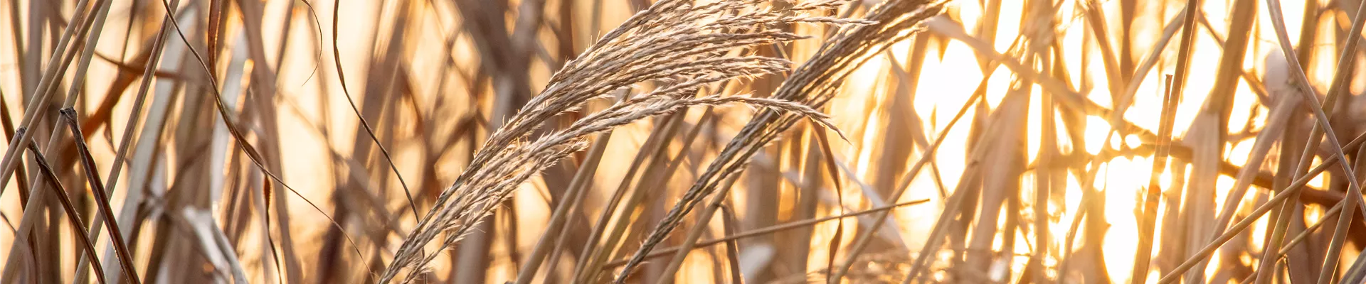 Gräser im Sonnenuntergang Gräser im Sonnenuntergang