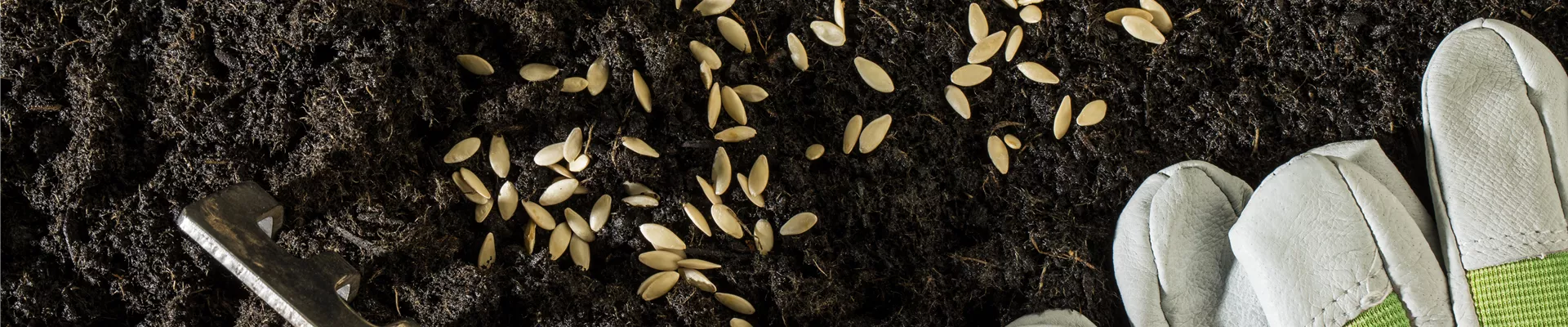 Samen mit Handschuhen und Harke Samen mit Handschuhen und Harke