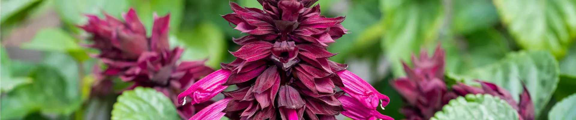 Salvia splendens 'Gigantimo Purple'