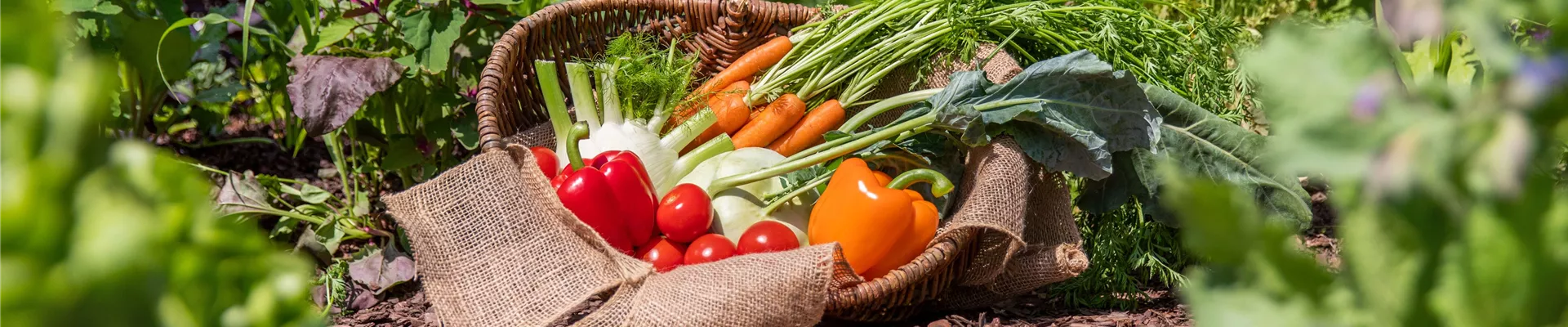 Gemüse im Korb Gemüse im Korb