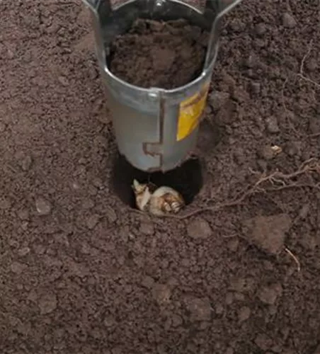 Narzissen - Blumenzwiebeln einpflanzen