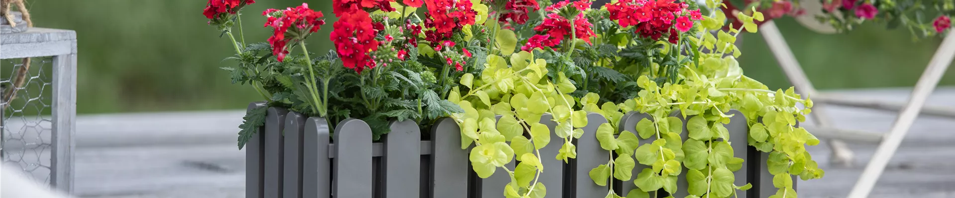 Verbena aufrecht, rot Verbena aufrecht, rot